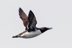 Guillemot in flight