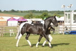 SBM_10475