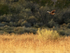 Northern Harrier hunting, late afternoon, Bosque del Apache