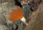 Protula tubularia