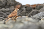 Chimango Caracara portfolio