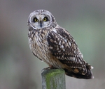 Short Eared Owl