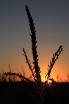 Minnesota Cornfield Sunset