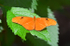Orange Julia