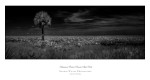 Kissimmee Prairie Preserve SP IV
