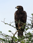 Steppe Eagle portfolio