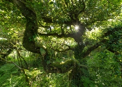 Magic Oak