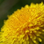 Dandy Angle
