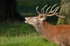 Red Deer