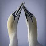 3rd= PDI Gannet Love Neil Thomas