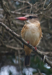 Brown-hooded Kingfisher perched on a thorny branch