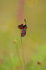 Burnet Moth.   ref 1228
