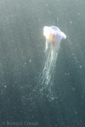 Jelly and Plankton