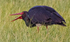 Black Stork