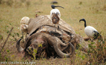 Sacred ibis on a dead buffalo.