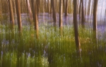 Bluebell woods