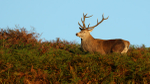 Red Deer