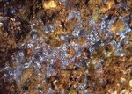 Diplosoma spongiforme