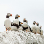 Puffins