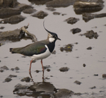 Lapwing