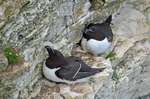 Razorbills