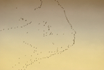 Pink Footed Geese