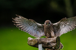Tin Tin the Kestrel