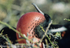 Magnifiscent Frigatebird (North Seymour)
