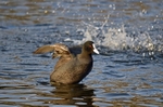 Coot
