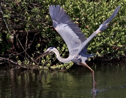 Great Blue Heron _0060