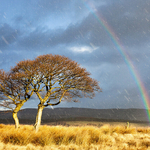 Snowbow