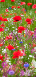 Red Poppies 4