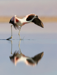 Andean Flamingo beginning take off, Laguna Chaxas, Chile