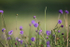Meadow grass Flowers FR _002