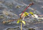 Large Red Damselflies.
