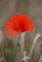 Poppy Flower  _FL019
