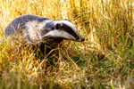 badger Meles meles-8740