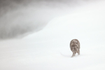 Arctic Fox battling in blizzard, Hornstrandir, Iceland