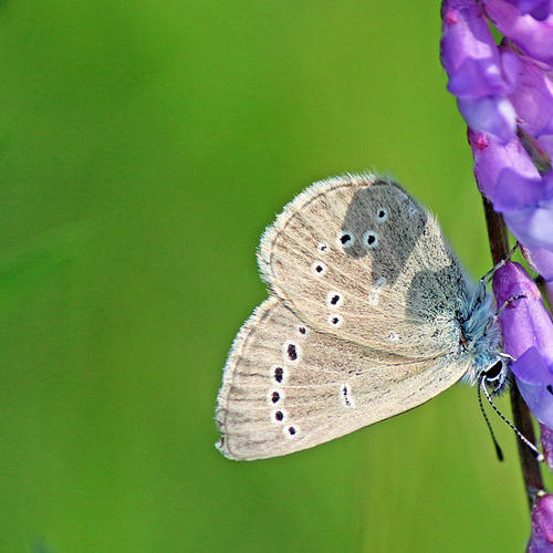A silvery Blue feeding on tufted veth. The Silvery Blue is a small butterfly in the family Lycaenidae.