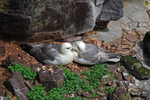 Fulmar