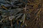 Rockweed 3