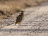 Greater Roadrunner sunbathing, Bosque del Apache, New Mexico