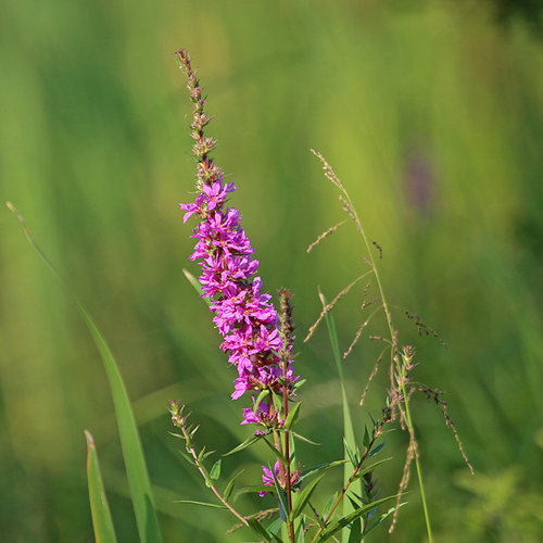 Lythrum salicaria (purple loosestrife)