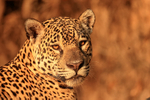 Female Jaguar portrait, Corixo Negro, Mato Grosso, Brazil
