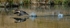 Double-crested Cormorant