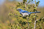 Florida Scrub-Jay crouching, Shamrock Park, Venice, Florida