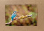 44 Kingfisher