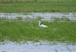 Great White Egret
