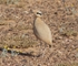 Cream Coloured Courser