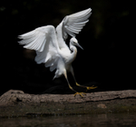 Little Egret - Egretta garzetta